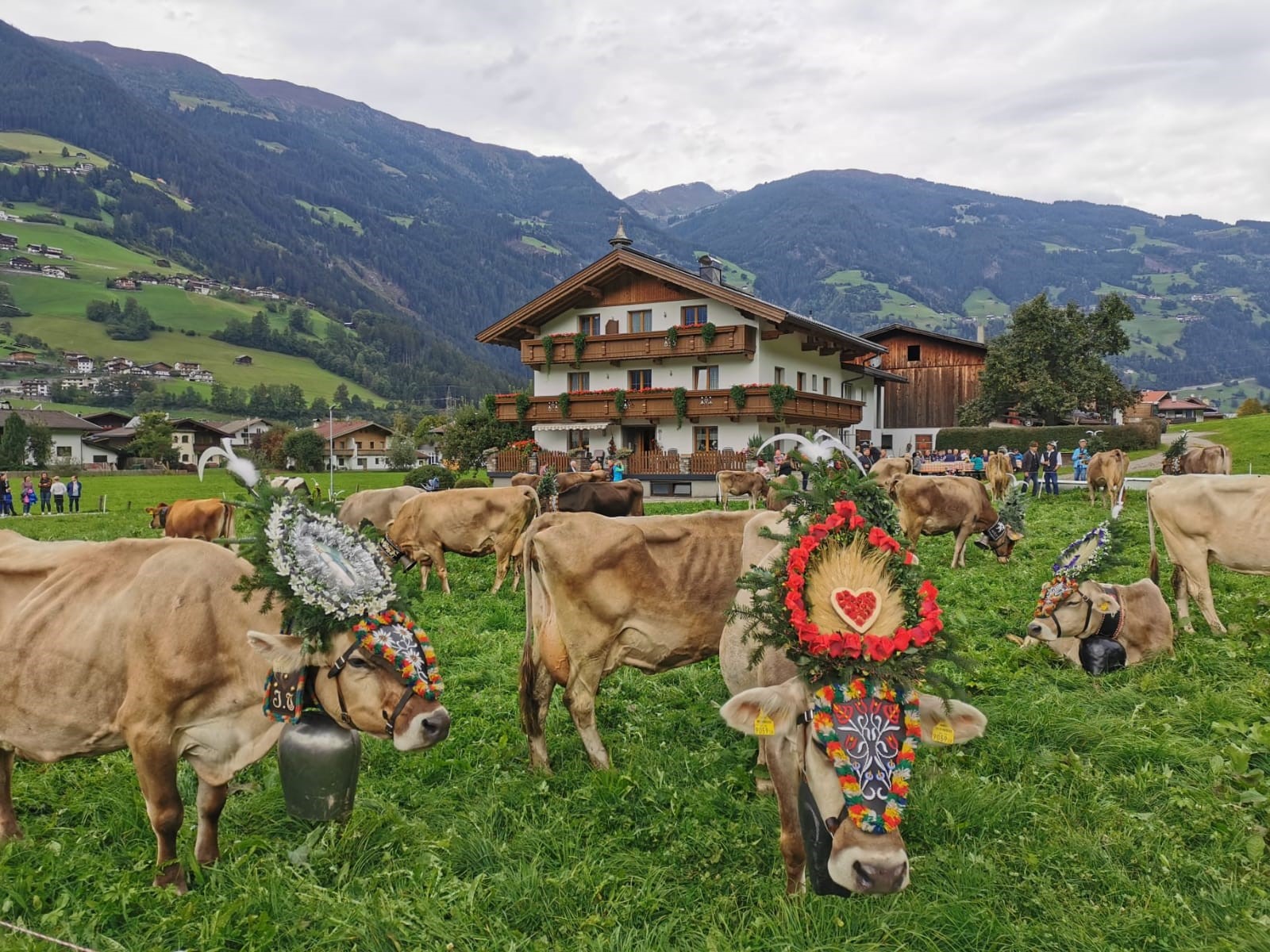 mys-Almabtrieb at the Jogglerhof Ramsau on 23.09.2023-Almabtrieb Jogglerhof
