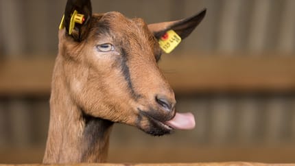 mys-Schau-Bauernhof der Erlebnissennerei Zillertal-Erlebnis Sennerei Zillertal 3
