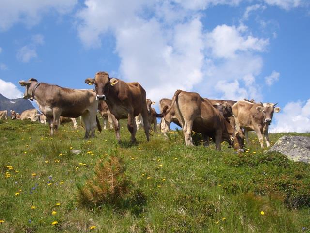 mys-Waxeggalm 1.880m - Zemmgrund-Media Upload