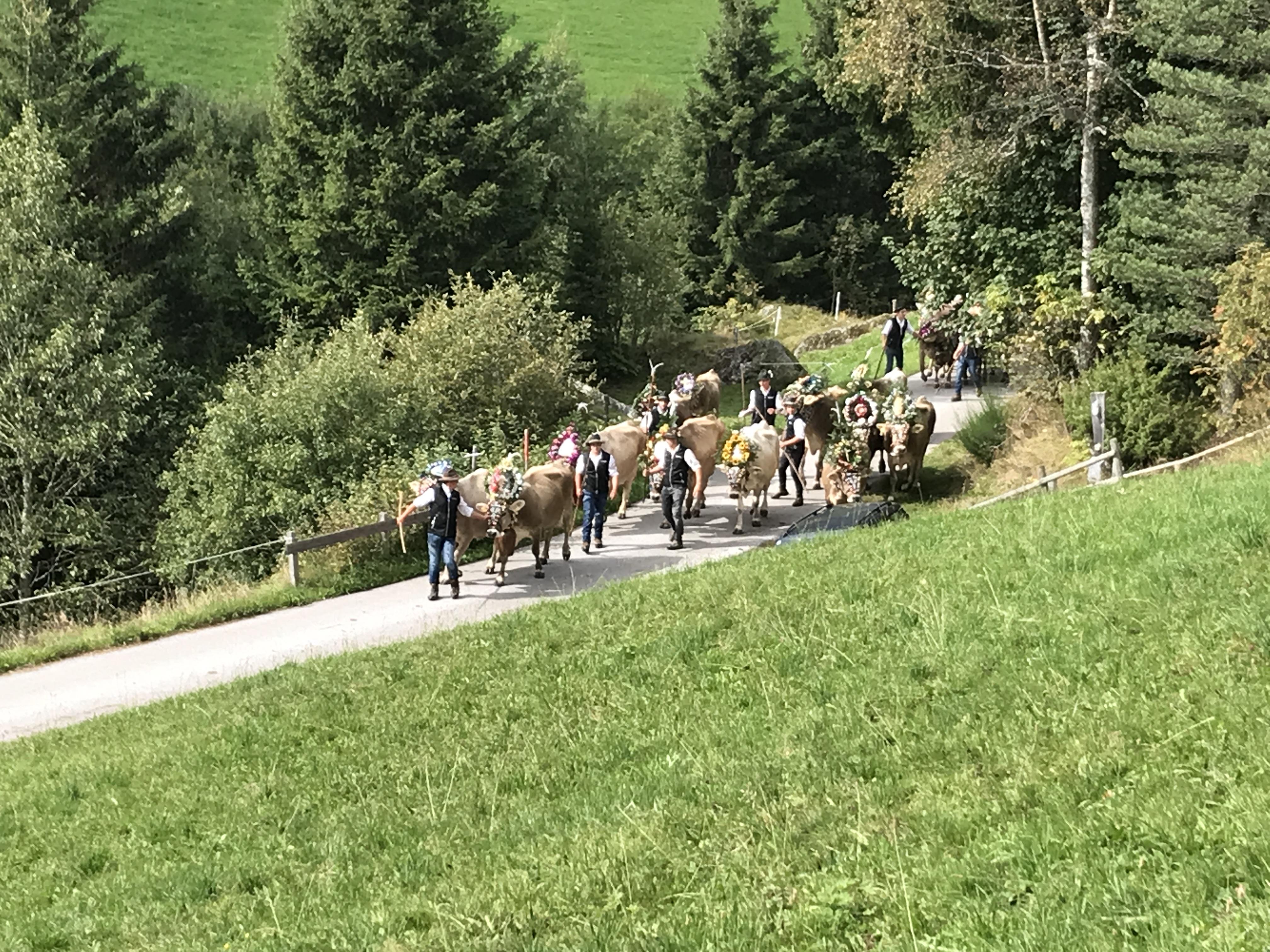 People leading decorated cows through a lush, forested landscape during a festival.