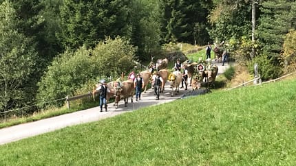 People leading decorated cows through a lush, forested landscape during a festival.