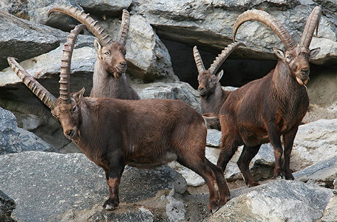 Group of alpine ibex at Alpenzoo Innsbruck