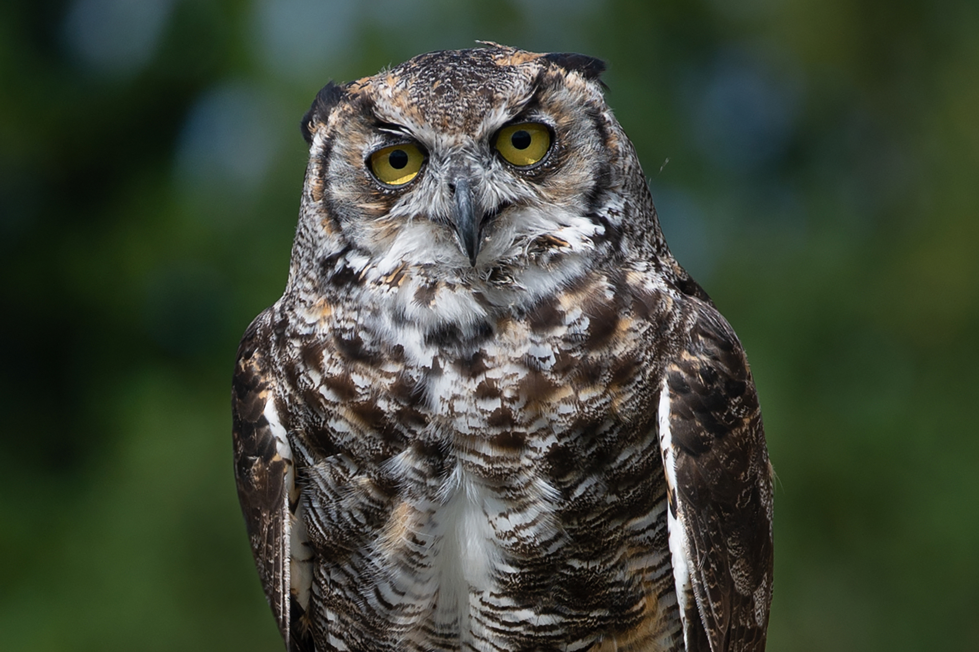  Greifvogel der AdlerBühne Ahorn