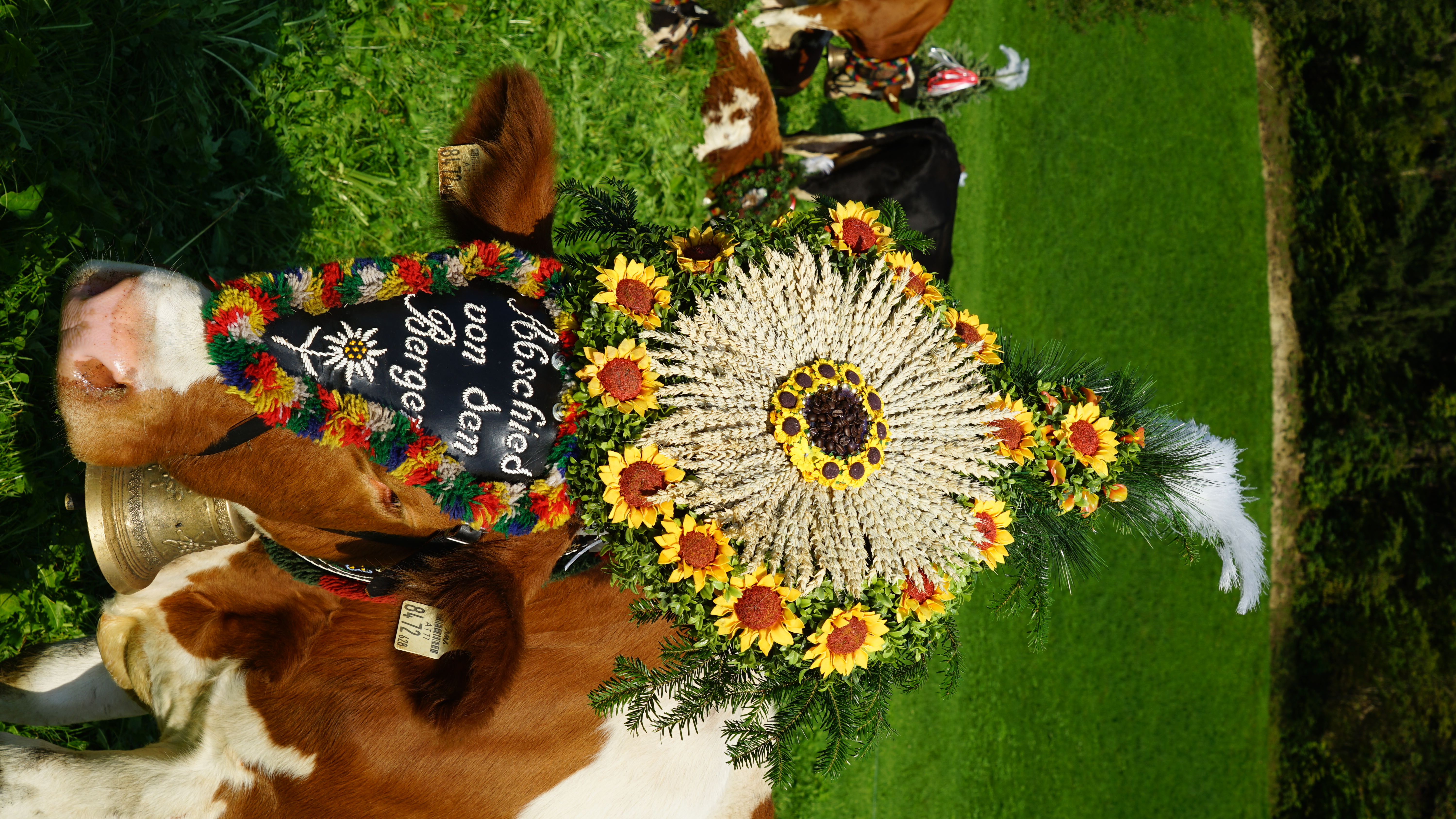 mys-Almabtrieb at the Denggerhof Country Hotel, Mayrhofen-Kuh mit Kopfschmuck