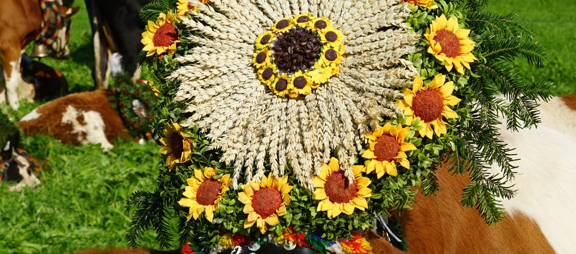 Kuh mit buntem Kopfschmuck aus Sonnenblumen, Getreide und Federn, auf einer grünen Wiese, mit anderen Kühen im Hintergrund.