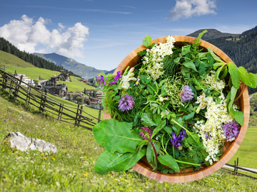 mys-Wild herbs walk in Tux-Wildkräuterspaziergang in Tux