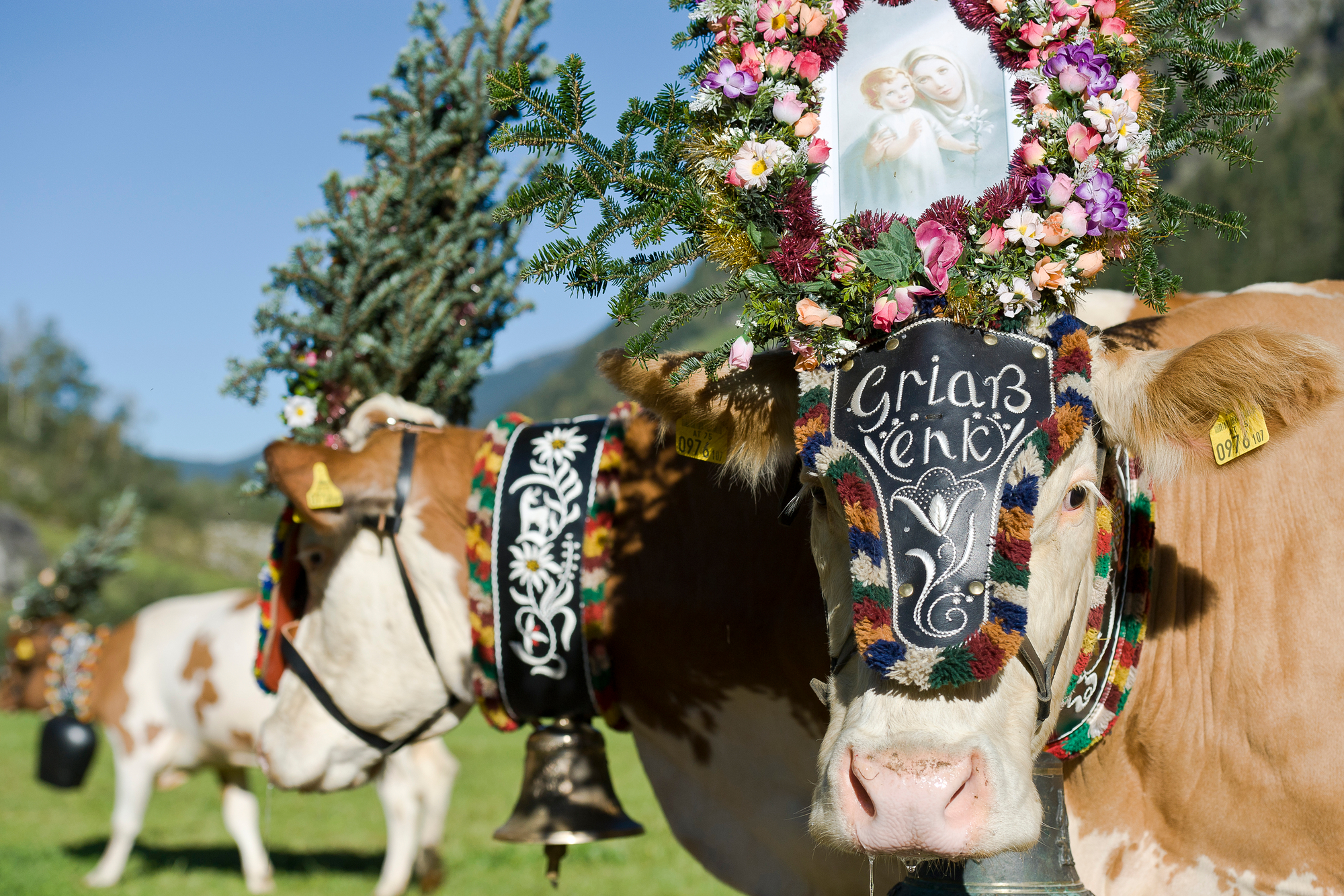 Almabtrieb Norbert Freudenthaler 