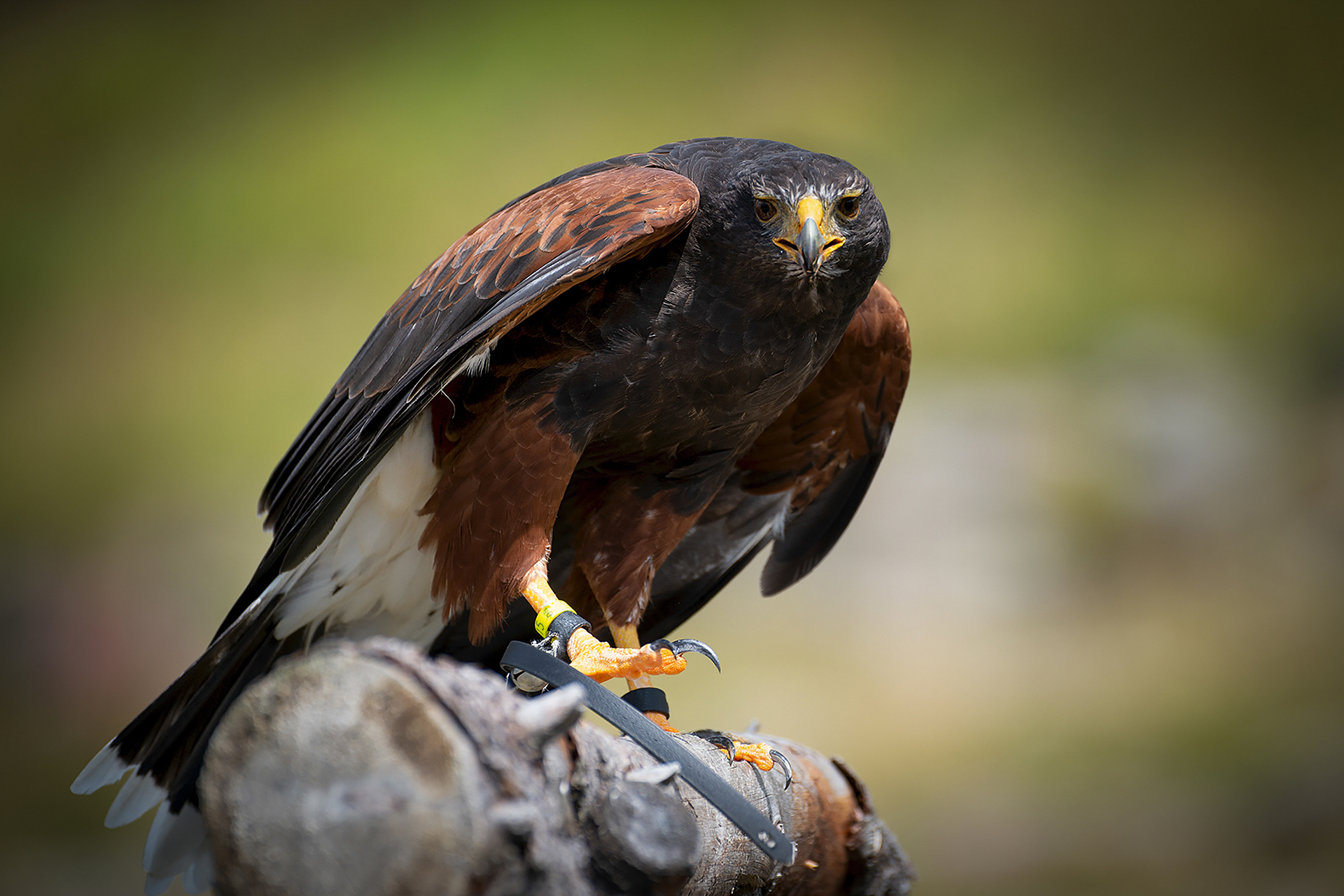 Greifvogel der AdlerBühne Ahorn