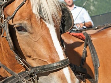 mys-Wechselberger GmbH/Finkenberger Sattel - Kutschenfahrten-Finkenberger Sattel Wechselberger GmbH/Finkenberger Sattel - Kutschenfahrten