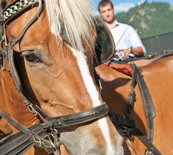 mys-Wechselberger GmbH/Finkenberger Sattel - Kutschenfahrten-Finkenberger Sattel