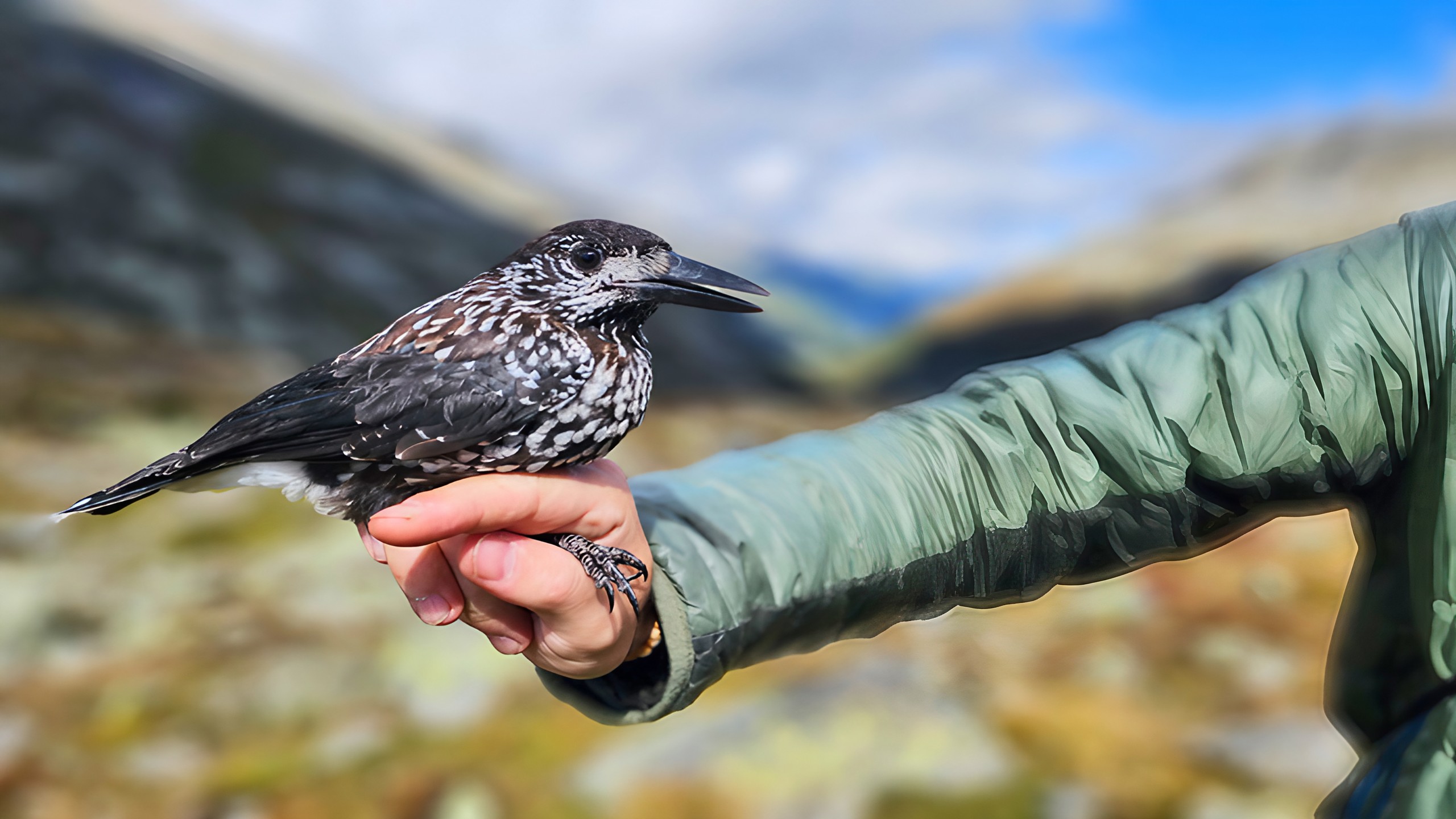 mys-Visit to the Alpine Bird Hot Spot-Alpine Bird Hot Spot