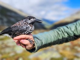 mys-Besuch des alpinen Vogel Hot Spots-alpiner Vogel Hot Spot Besuch des alpinen Vogel Hot Spots