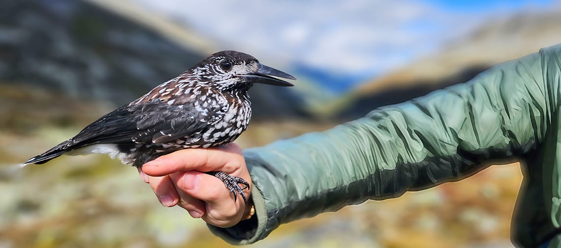 A migratory bird is perched on the hand of a person wearing a green jacket; in the background, you can see a mountainous landscape