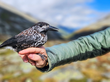 mys-Visit to the Alpine Bird Hot Spot-Alpine Bird Hot Spot