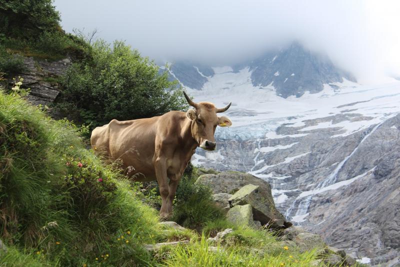 feratel-Brunnhof - Kuh auf der Alm