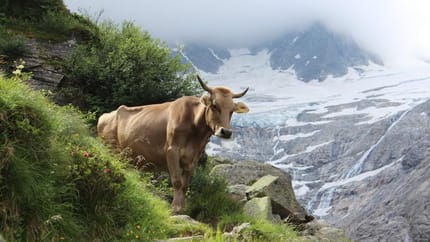 feratel-Brunnhof - Kuh auf der Alm
