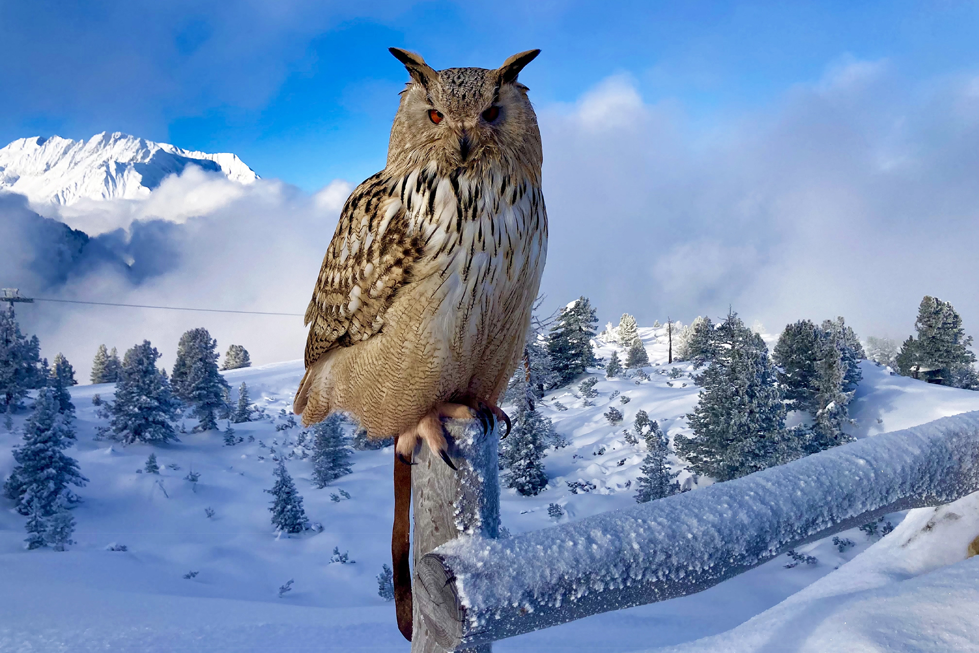 AdlerBühne Ahorn Greifvogel Uhu Alaska