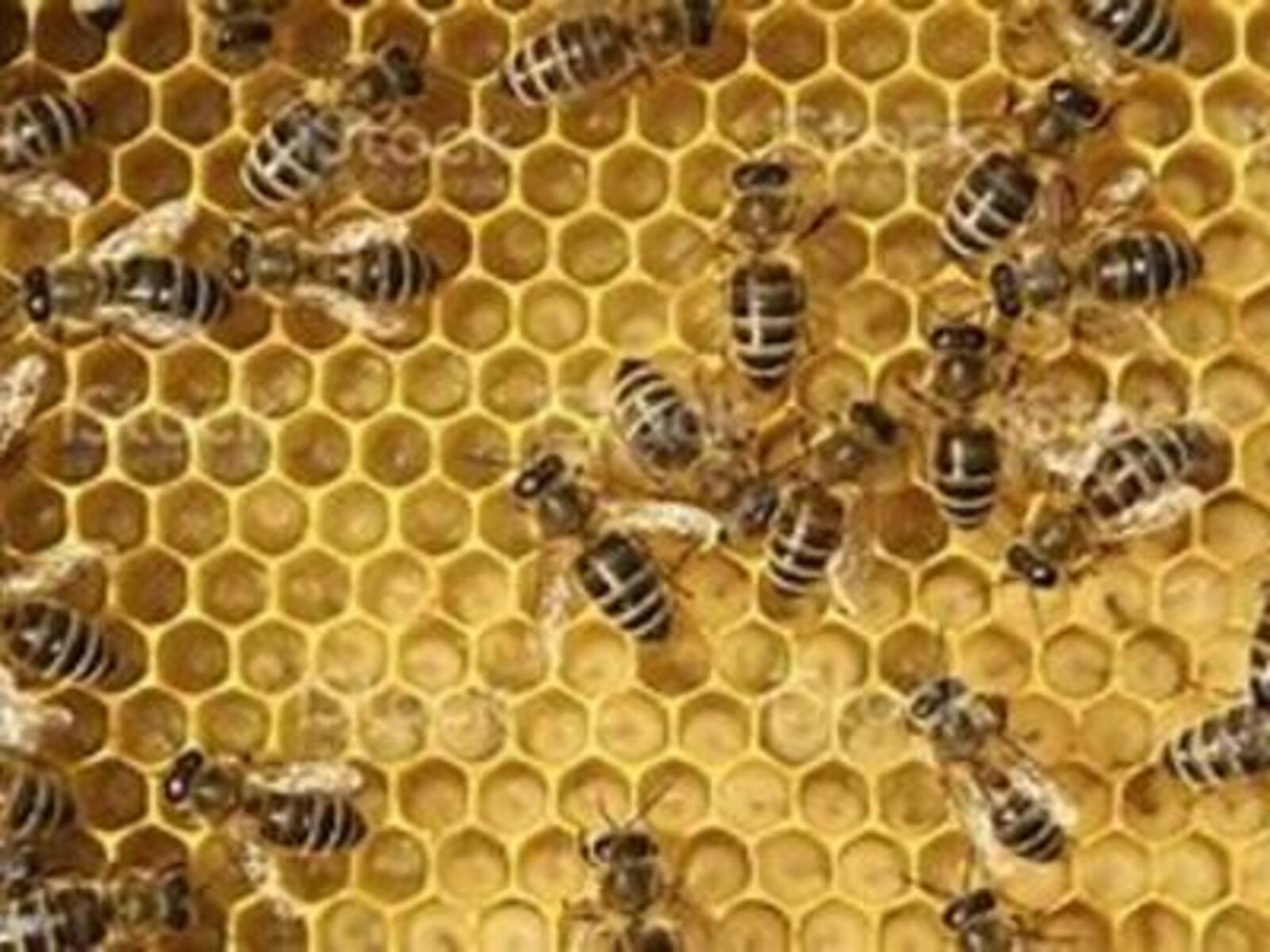 myregio-Tiroler Gebirgs-Imkerei Farthofer