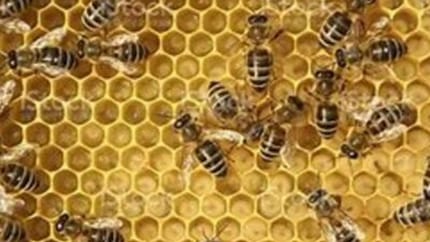 myregio-Tiroler Gebirgs-Imkerei Farthofer