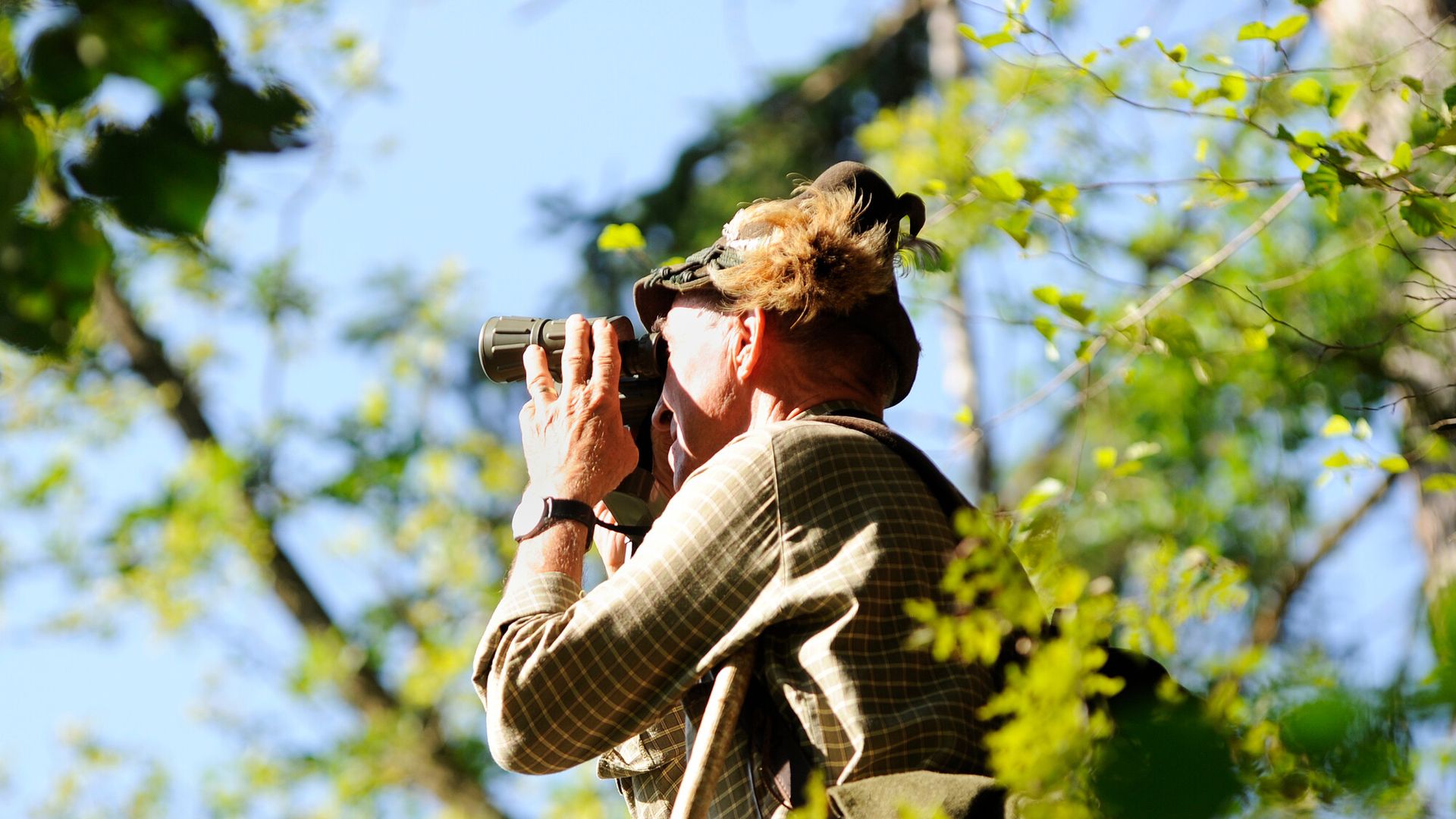 Ein Jäger in traditioneller Kleidung beobachtet die Natur mit einem Fernglas in der Ferienregion Mayrhofen-Hippach im Zillertal, Tirol. Umgeben von grünen Bäumen und strahlendem Sonnenschein. Naturerlebnis im Sommer.