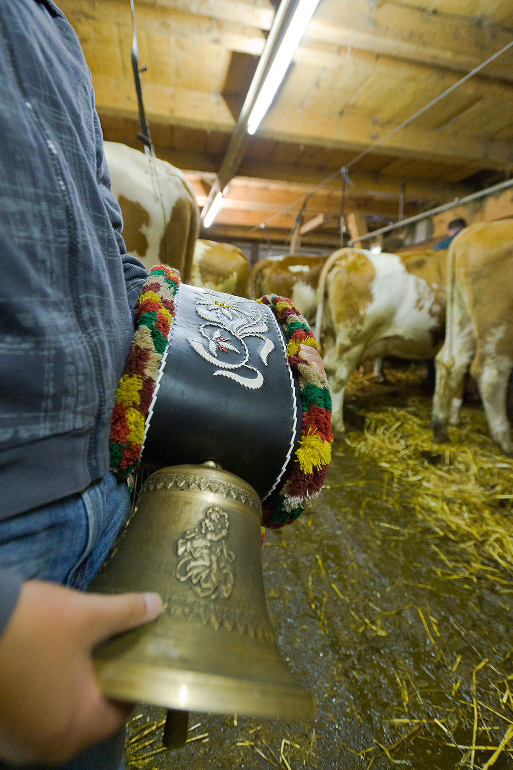 Close-up of a hand holding a large, ornate brass cowbell for the Almabtrieb (cattle drive) in Zillertal. The wide, colorful embroidered strap shows an ibex and initials. Cows on straw are visible in the traditional barn background.