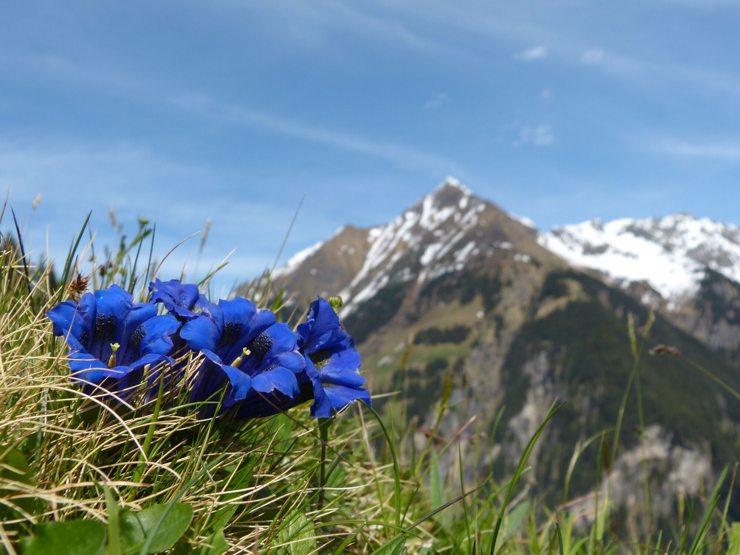 Blühender Enzian im Hochgebirgs-Naturpark Zillertaler Alpen