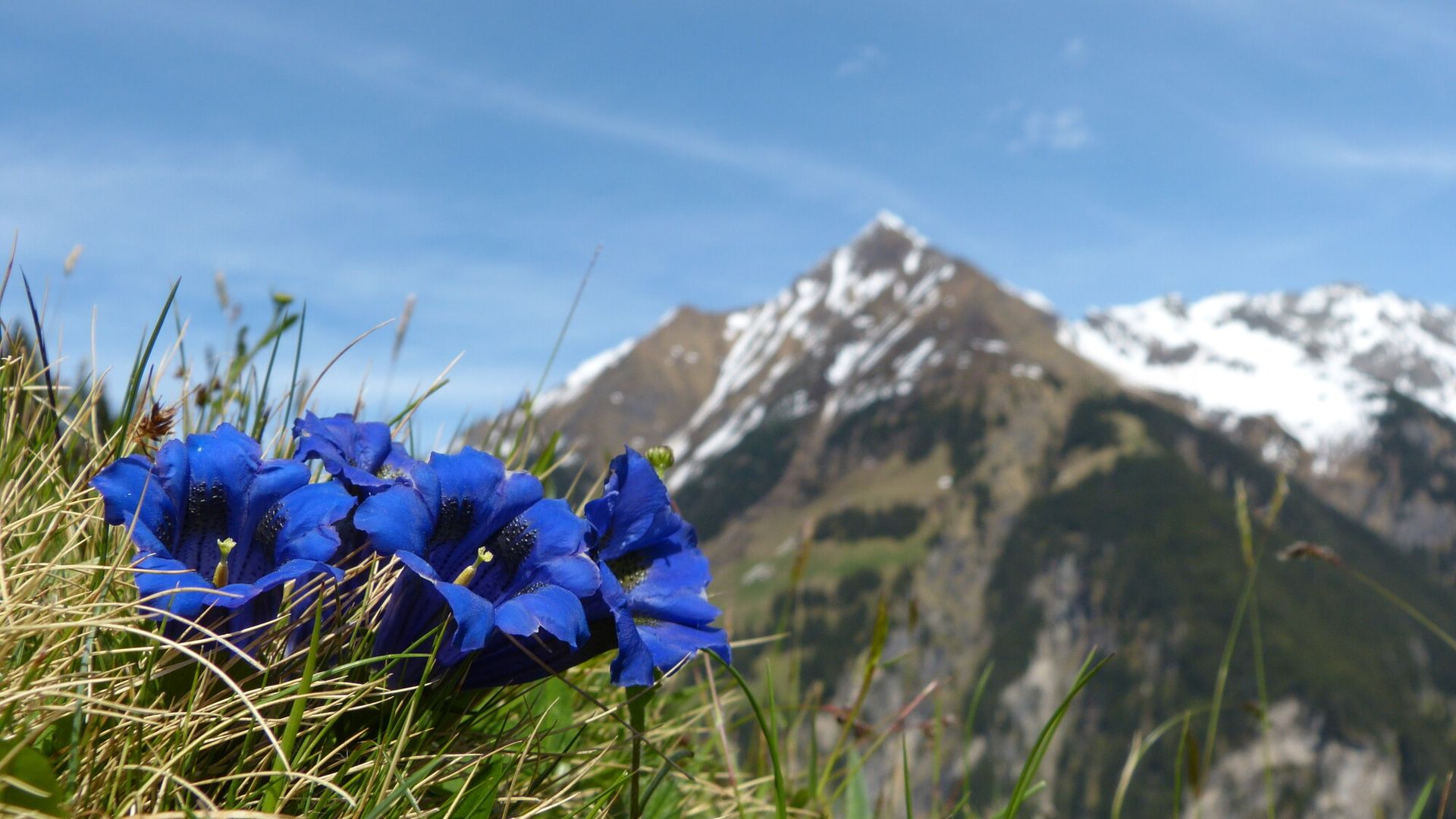 Blick auf die Berge im Naturpark Zillertaler Alpen