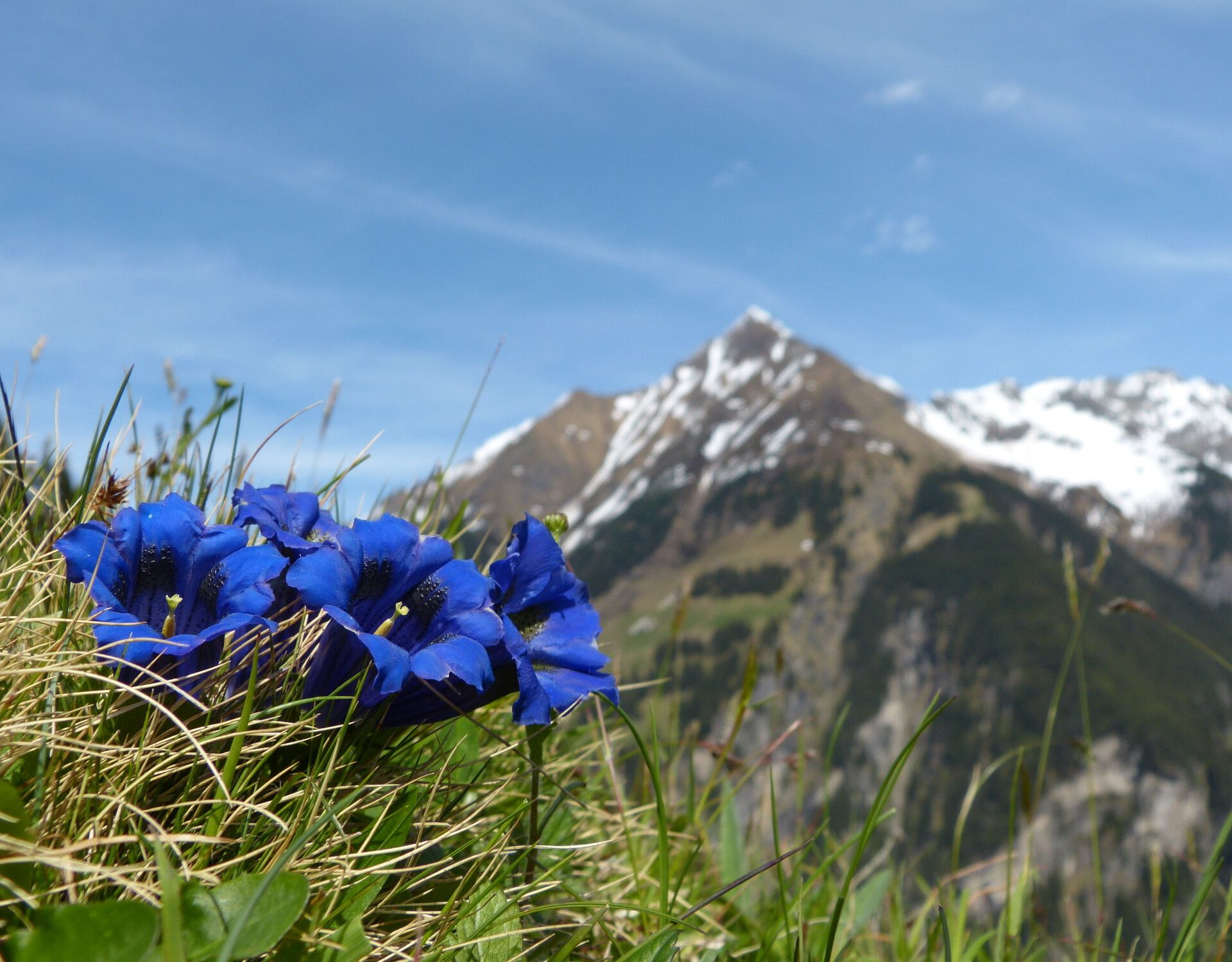 Blühender Enzian im Hochgebirgs-Naturpark Zillertaler Alpen