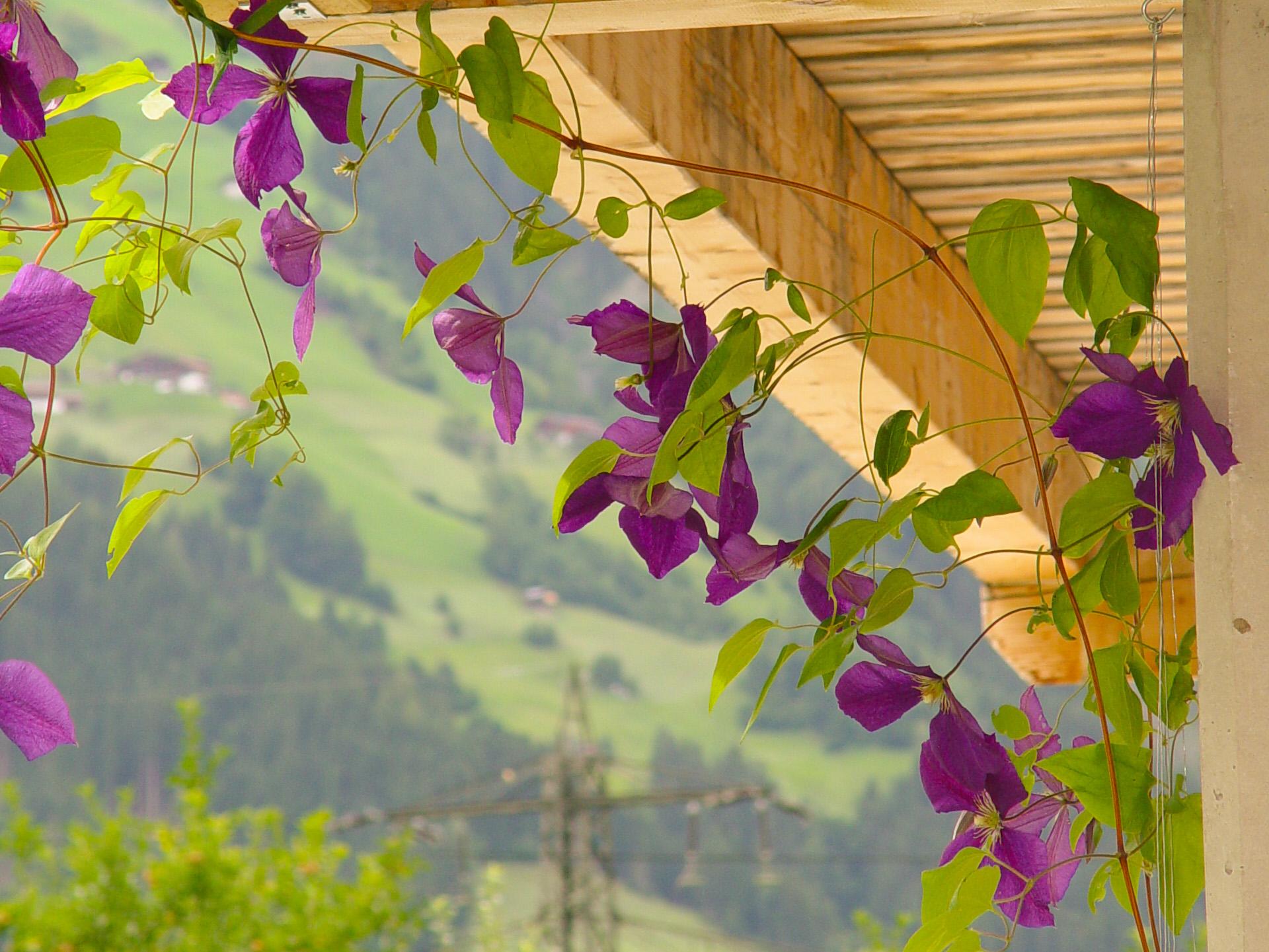 feratel-Appartement Birgla - App. Birgla Zillertal Tirol (4)