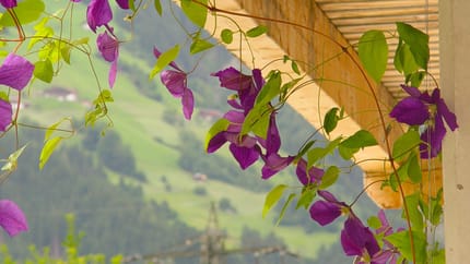 feratel-Appartement Birgla - App. Birgla Zillertal Tirol (4)