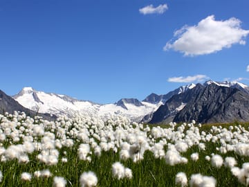 sommer-blumen-zillertal-foto-katharina-daum Sommer im Zillertal ©Katharina Daum