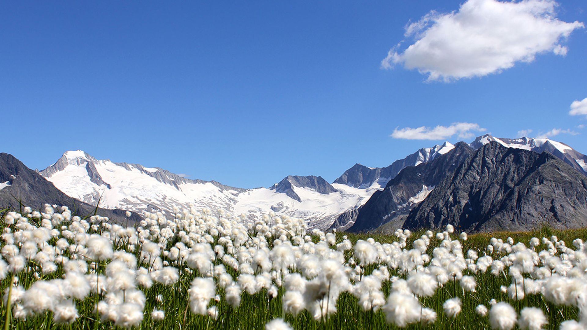 myZillertal-App für iOS und Android Geräte gratis erhältlich