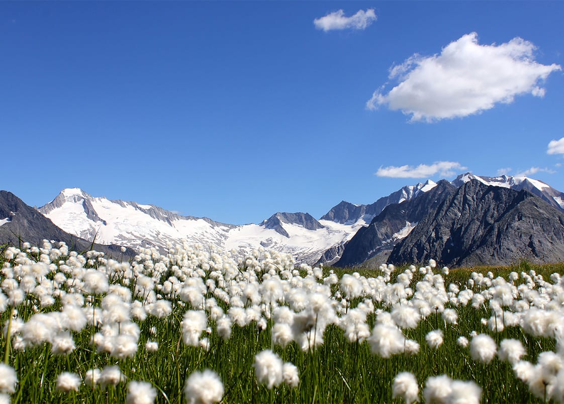 myZillertal-App für iOS und Android Geräte gratis erhältlich