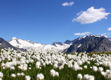 sommer-blumen-zillertal-foto-katharina-daum sommer-blumen-zillertal-foto-katharina-daum