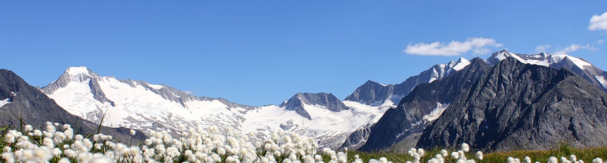 sommer-blumen-zillertal-foto-katharina-daum sommer-blumen-zillertal-foto-katharina-daum
