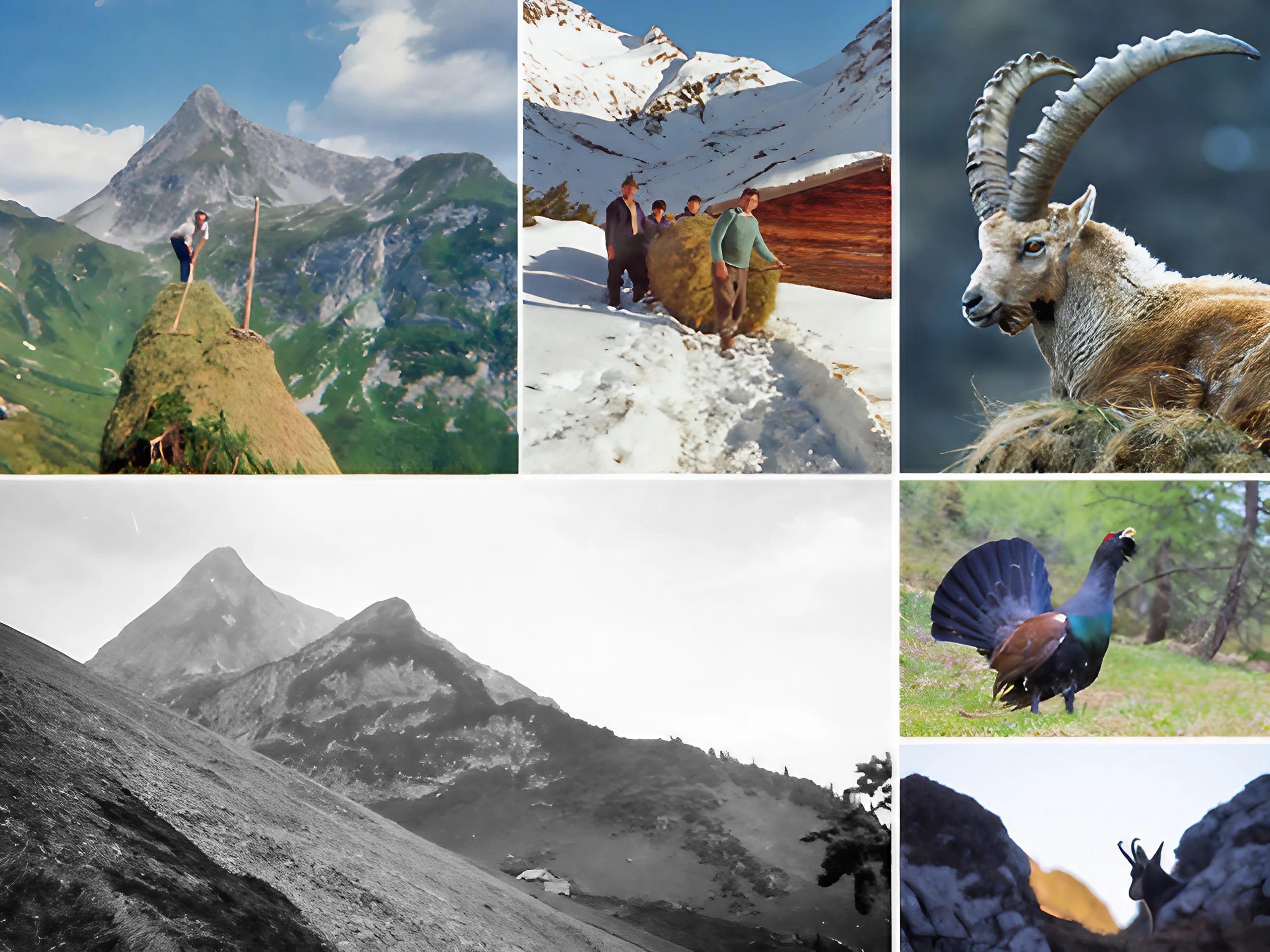 The image shows a collage featuring wild animals and a mountain landscape.