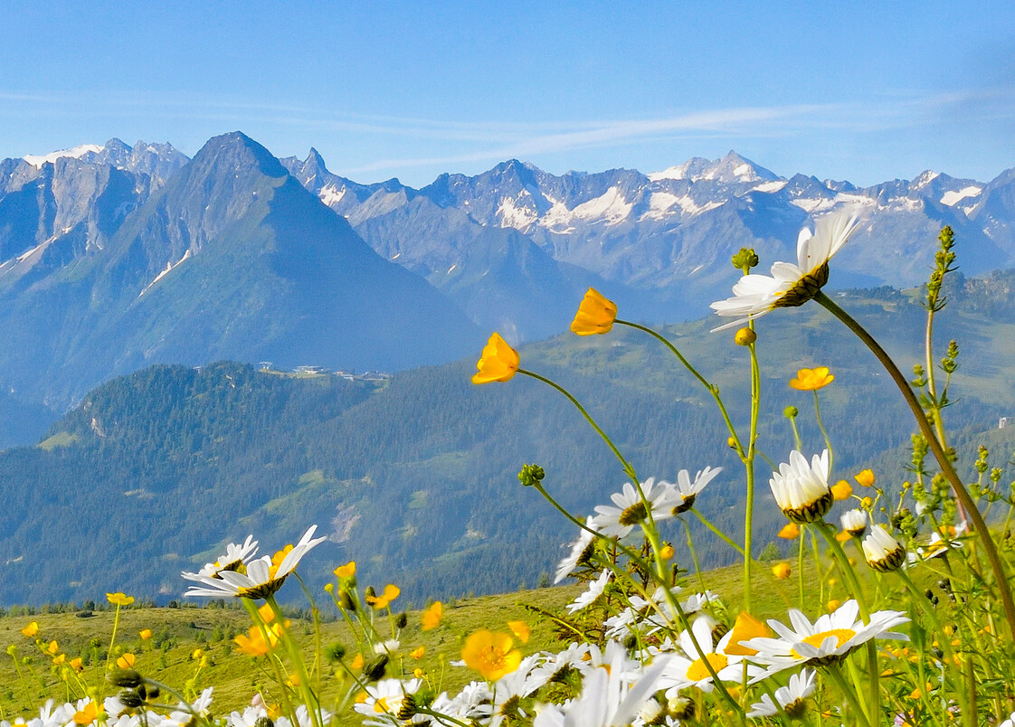 Blumenwiese in Mayrhofen-Hippach