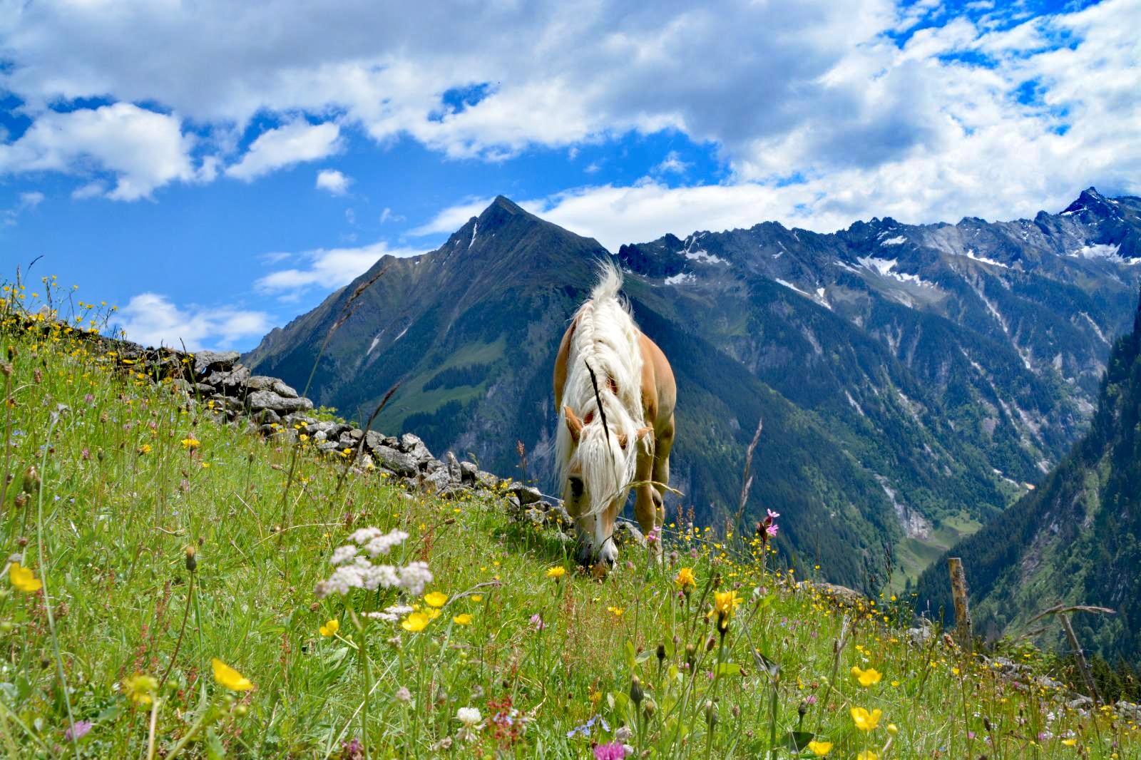 feratel-Alpenchalets Königreich Innerböden - Innerböden_Hagn_Almsommer 2020 (4)