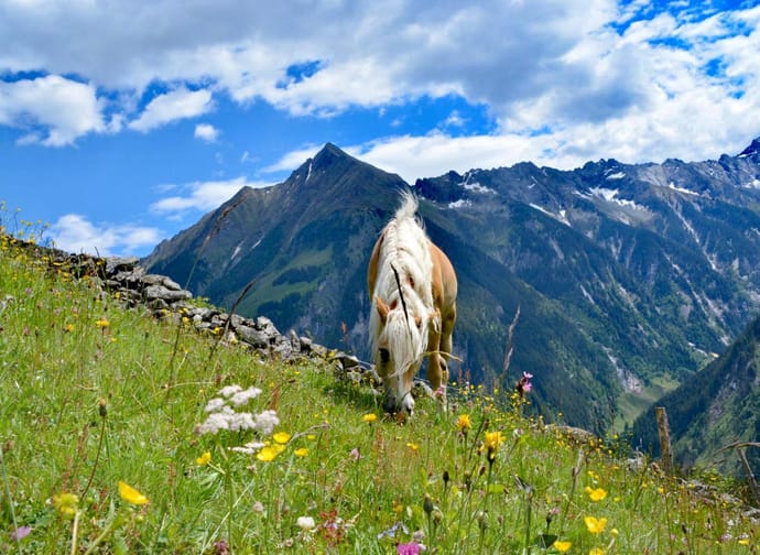 feratel-Alpenchalets Königreich Innerböden - Innerböden_Hagn_Almsommer 2020 (4)