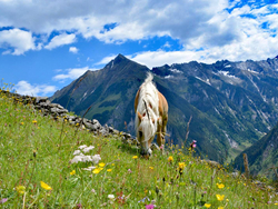 feratel-Alpenchalets Königreich Innerböden - Innerböden_Hagn_Almsommer 2020 (4)