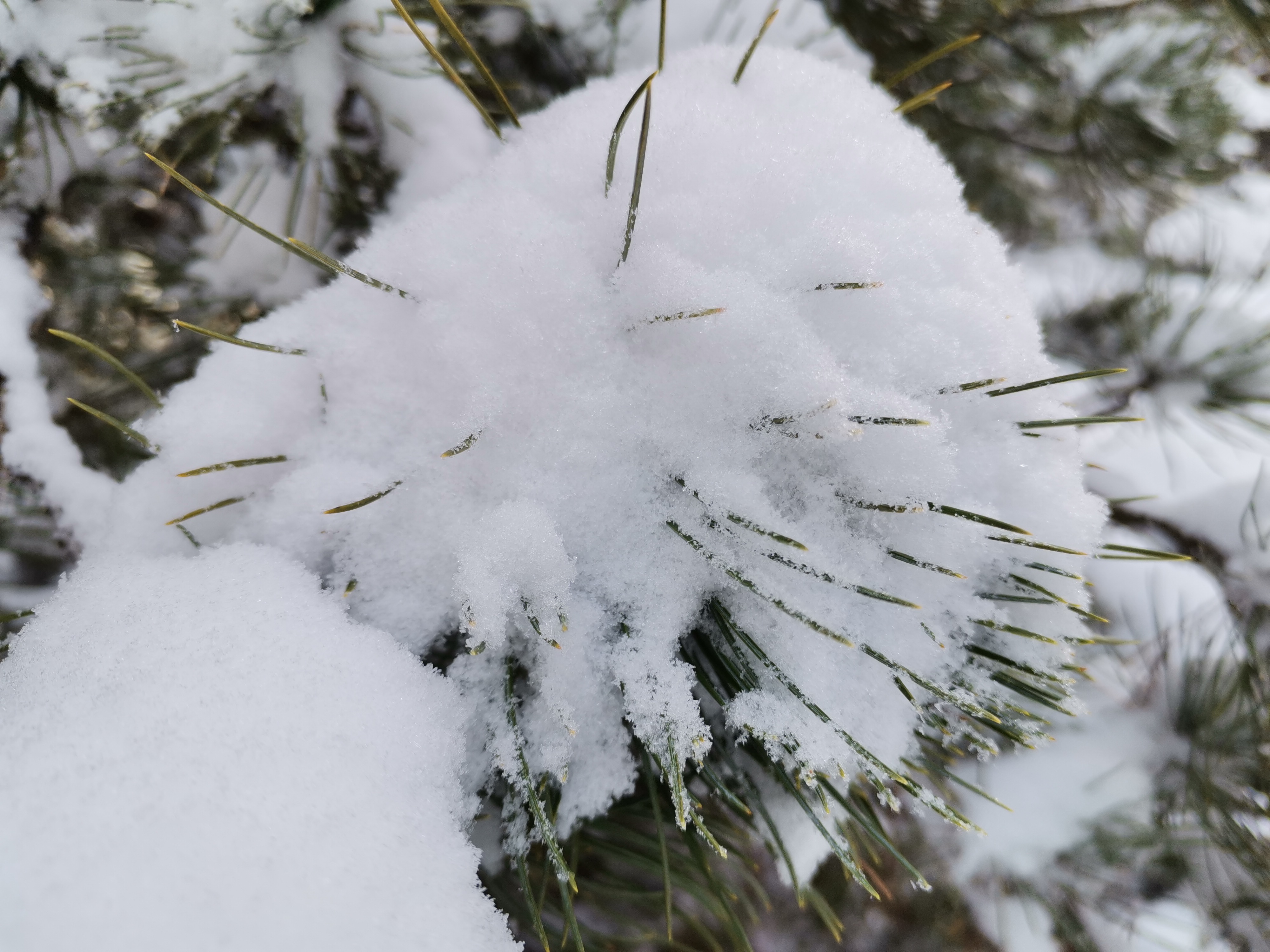 mys-Schneeschuhwanderung - Schönachtal - GenussPur-HF10