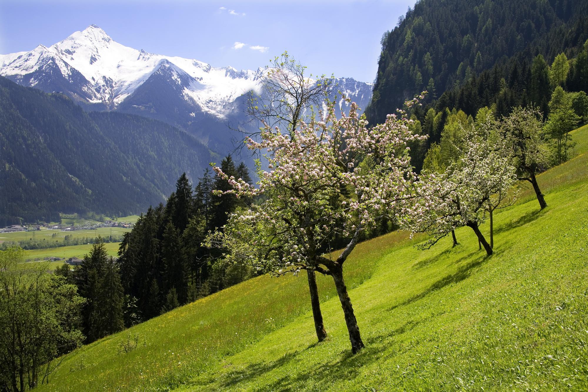 feratel-Klammsteinhof - Bäume 01