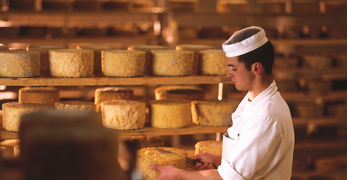 A man in white work clothes inspects round cheese wheels in a ripening room with wooden shelves at the Zillertal cheese dairy in Mayrhofen. Many yellow cheese wheels are stacked up, creating a warm atmosphere.