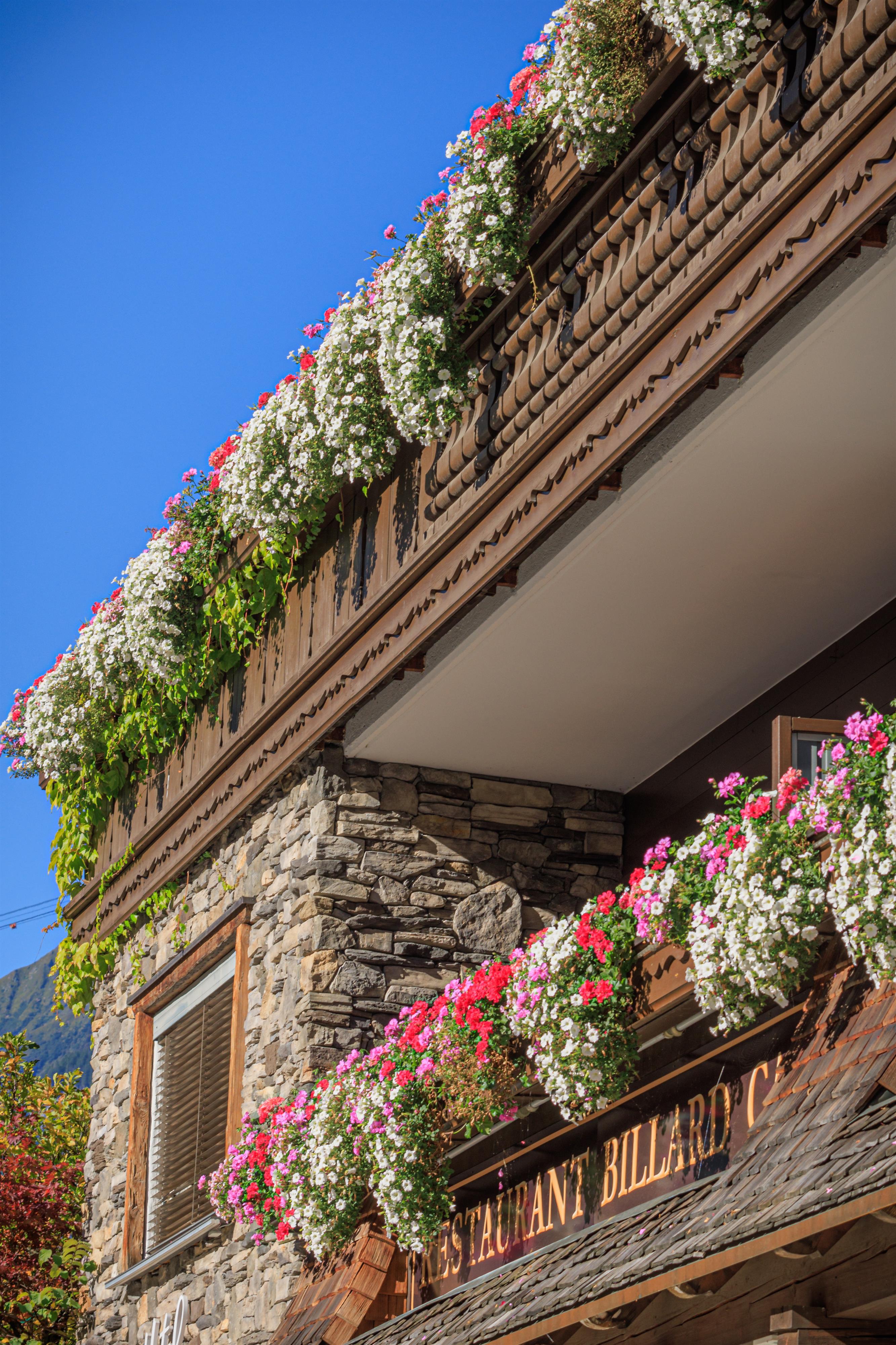 feratel-Apparthotel Landhaus Carla - _A9A1825_LandhausCarla_BlumenSommer070924_becknaph