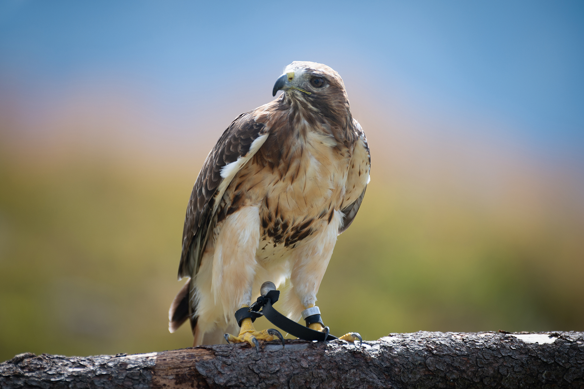 Greifvogel der AdlerBühne Ahorn