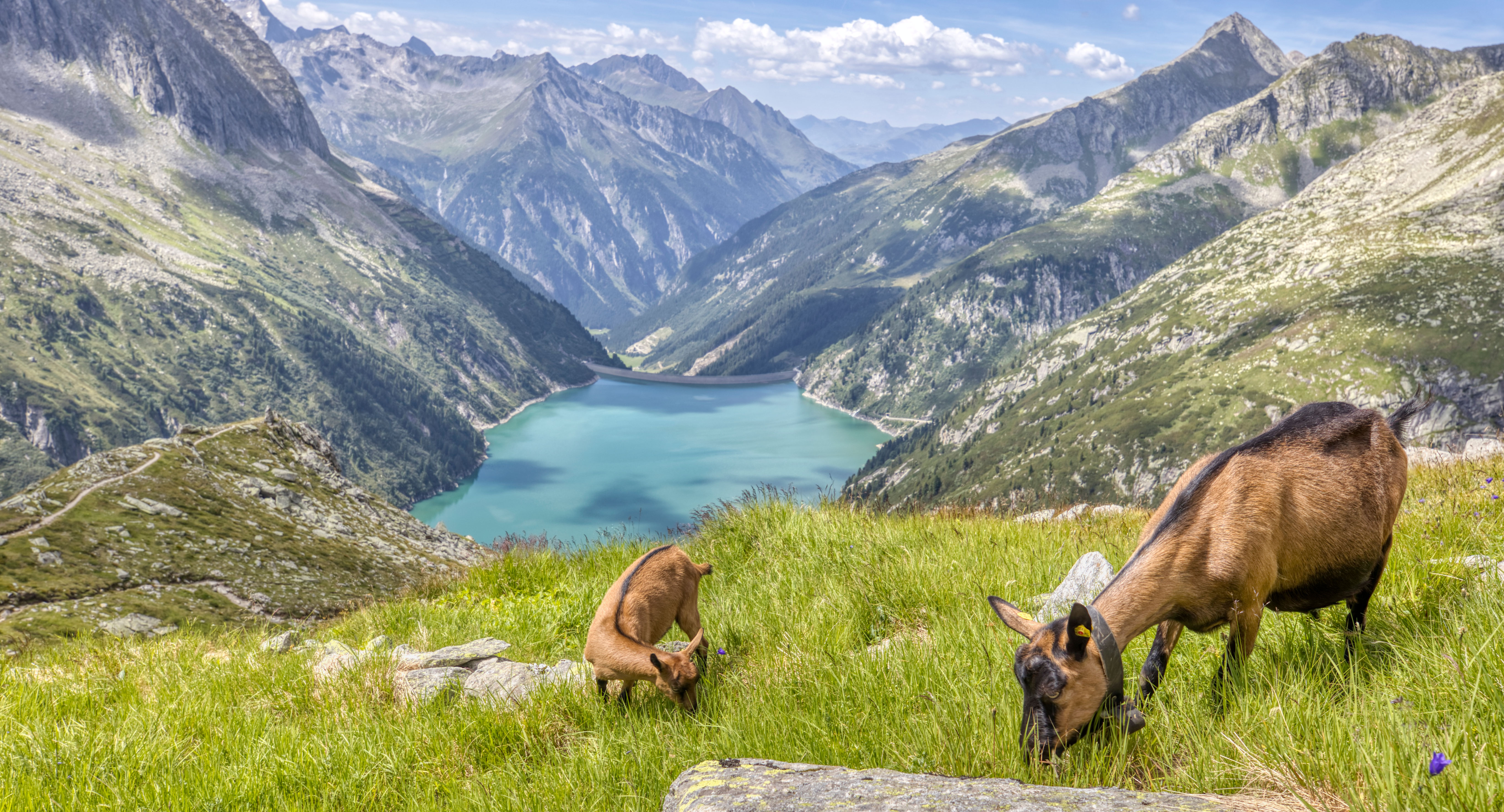 Blick auf das hintere Zillertal im Sommer