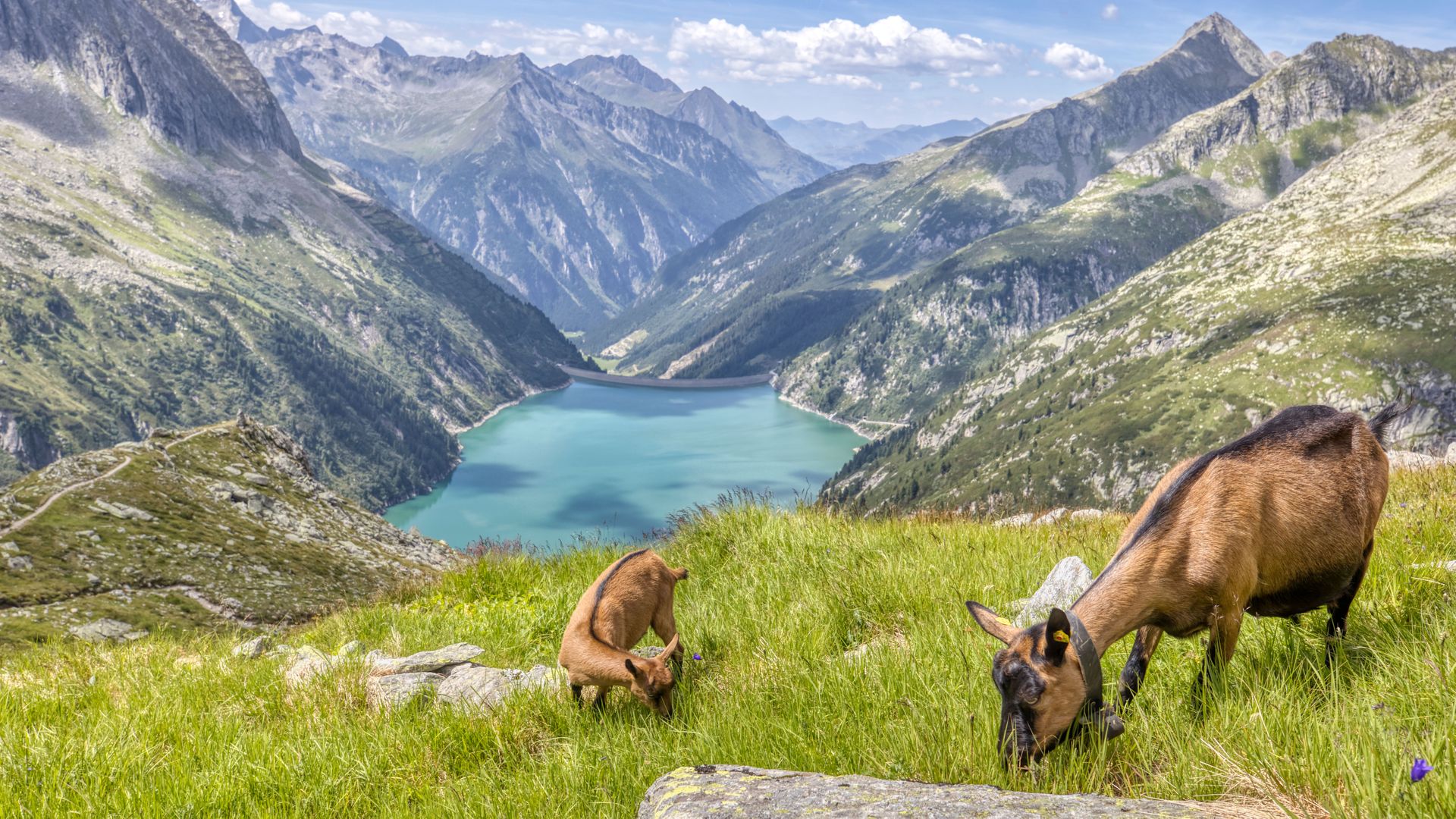 Zillertal im Sommer Blick auf das hintere Zillertal im Sommer