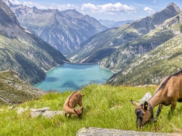 mhf-sommer-im-zillergrund-stefan-absenger Working together for a better tomorrow