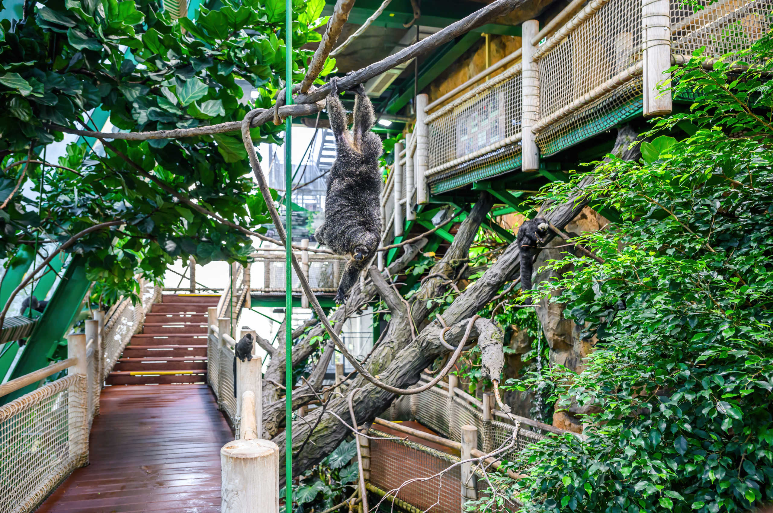 Tropical house