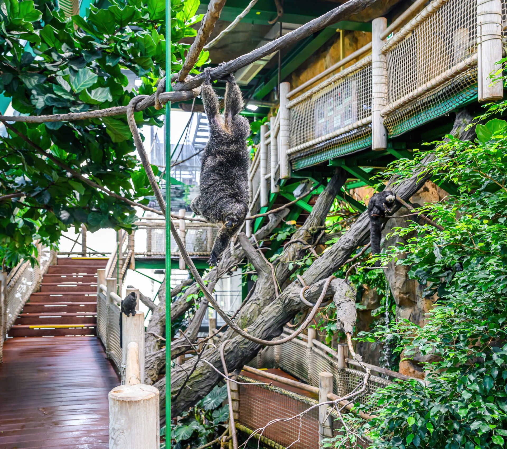 Tropical house